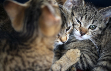 beautiful funny animals portrait - three stripped european baby  kittens cuddling  with a blue backgound