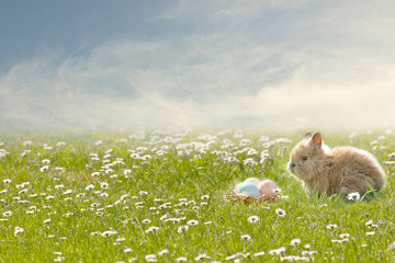 Fröhliche Oster Kulisse. Ein Hase sitzt in einer Blumenwiese. 