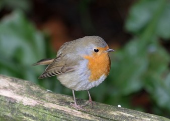 Robin
