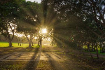Sun beams at Yarkon Park, Tel Aviv, Israel