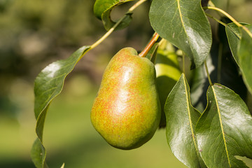 Fruit. Ripe And Sweet Pear With Leaves Grow In Sunny Garden Outdoor Summer.