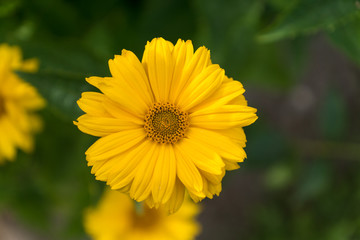 Beautiful single yellow Barbeton daisy flower