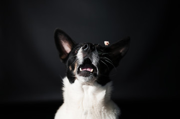 Funny dog face portrait at studio
