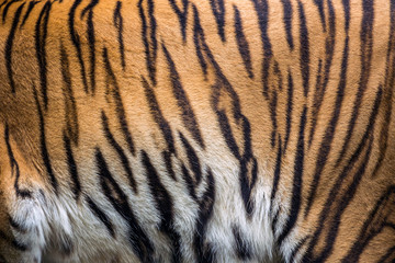 Textures and colors of the tiger.