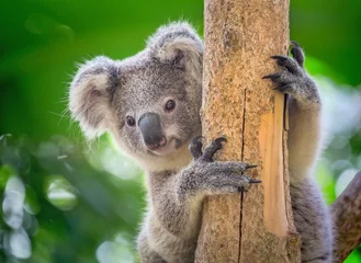 Foto op Plexiglas Koala zit op de boom. © MrPreecha