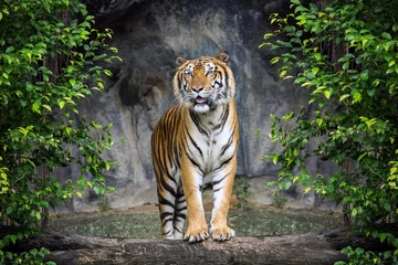Foto auf Acrylglas Tiger steht in der Waldatmosphäre. © MrPreecha
