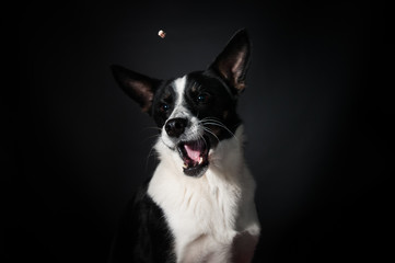 Funny dog face portrait at studio