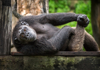 Chimpanzee lying on a tree stump.