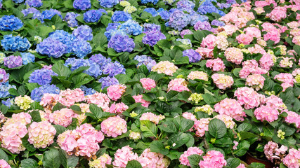 Fototapeta premium Blue and pink hydrangea flower in a garden.