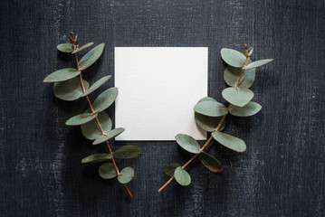 Eucalyptus leaf and blank white card