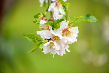 Spring Time, Almond Blossom 