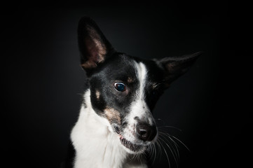 Naklejka na ściany i meble Funny dog face portrait at studio