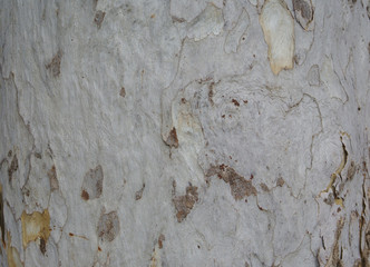 bark texture background