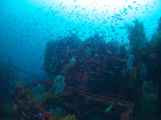Wreck diving in  In Atami City, Shizuoka Prefecture japan