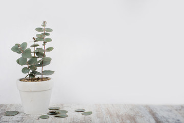 Vase of eucalyptus branches on a white background