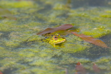 green frog swimming in algae water in sunlight