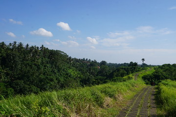 path on a Rice field in Bali with palm trees