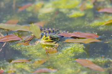 green frog sitting swimming in algae water