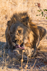 Male lion washing