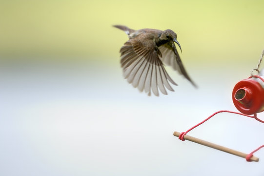 AMETHYSIST SUNBIRD (Nectarinia amethystina) approaches a nectar feeder