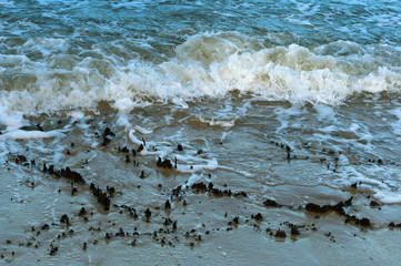 Sea coast. Waves and storms at sea. Waves on the Baltic Sea.