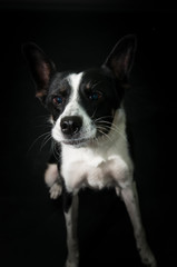 Funny dog face portrait at studio