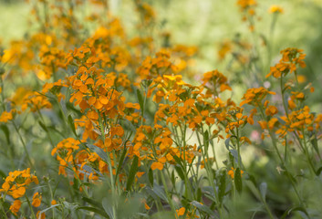  Goldlack (Erysimum cheiri)  