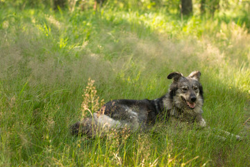 big dog lying in the tall grass