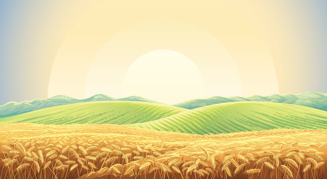 Summer landscape with a field of ripe wheat, and hills and dales in the background