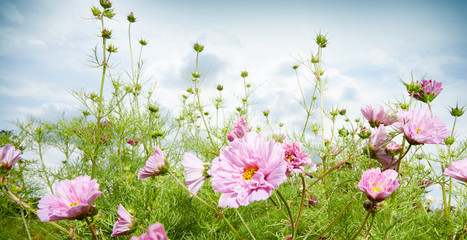 Spring or summer panorama banner with pink flowers