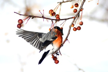 bright bullfinch flying on a branch with red wild berries, mountain ash
