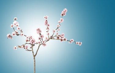 rama de un almendro en flor con fondo azul