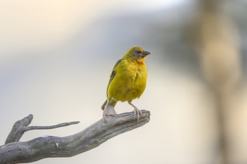 Obraz premium CAPE WEAVER (Ploceus capensis). 