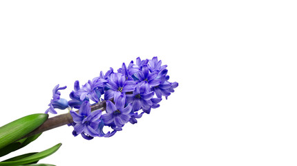Inflorescence of lilac fragrant hyacinth, orientation diagonally. Isolated on white background. Mock up, copy space