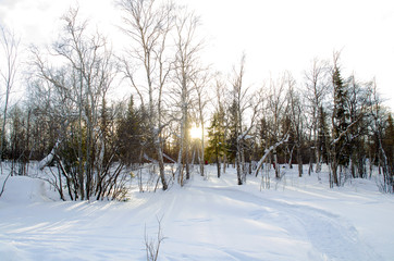 The rays of the setting sun shine through the bare branches of trees in the winter snow-covered forest