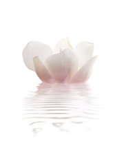magnolia en el agua