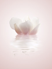 spa acuático de una flor magnolia rosa con su reflejo en el agua
