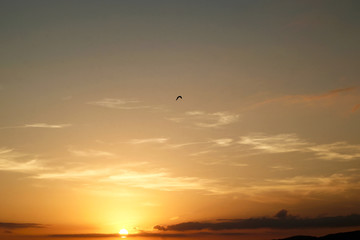 uccello in volo al tramonto