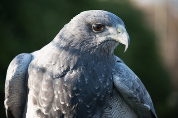 Grey Eagle