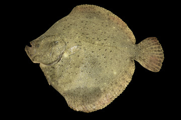 Fresh Turbot Fish