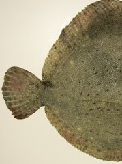 Fresh Turbot Fish tail
