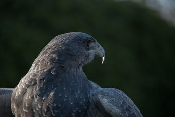 Grey Eagle