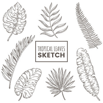 Hand drawn tropical leaves set. Tropical plants sketch isolated on white background. Exotic jungle flora. Decorative element for your design. Vector illustration.