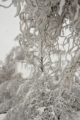 Деревья зимой.