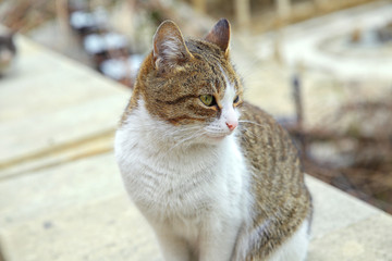 Gray and white cat with green eyes . Azerbaijan, Baku : Arcades and religious burial Place in Old city, Icheri Sheher background.