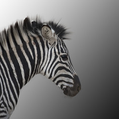 Fototapeta na wymiar the young zebra