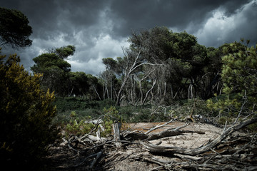Mallorca Wald estrenc himmel wolken