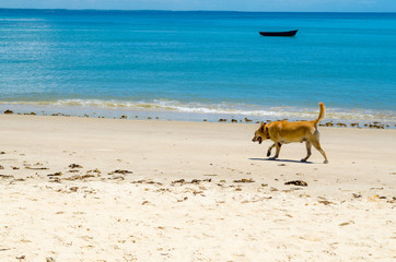 Dog walking on the sand of a sunny beach. The scene is composed of a beautiful blue sea and a canoe in the background.