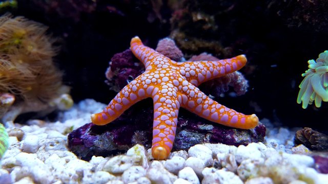 Fromia starfish in aquarium tank