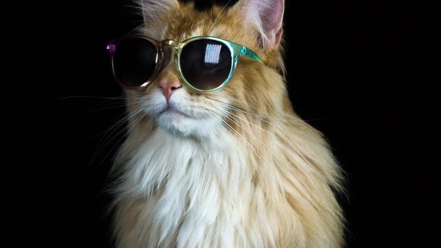 beautiful cat and blur of coloured lights